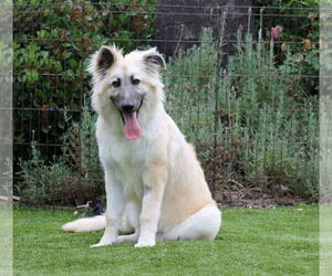 German Shepherd Dog-Unknown Mix Dogs for adoption in San Diego, CA, USA