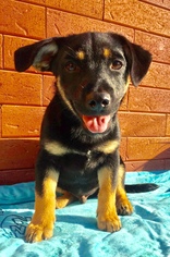 Medium Photo #5 Labrador Retriever-Unknown Mix Puppy For Sale in San Diego, CA, USA
