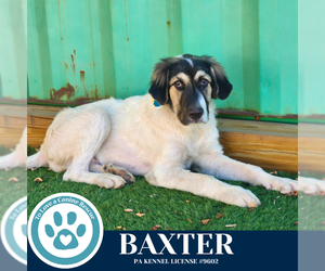 Great Pyrenees-Unknown Mix Dogs for adoption in Kimberton, PA, USA