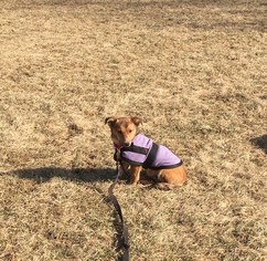 Medium Photo #1 Dachshund-Unknown Mix Puppy For Sale in Garden City, NY, USA