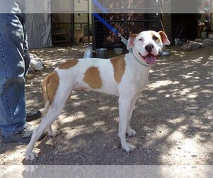 American Bulldog-Unknown Mix Dogs for adoption in Golden Valley, AZ, USA