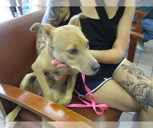 Labrador Retriever-Unknown Mix Dogs for adoption in Ocala, FL, USA