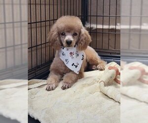 Poodle (Toy) Dogs for adoption in Phoenix, AZ, USA
