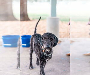 Mutt Dogs for adoption in Valrico, FL, USA