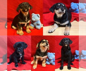 Labrador Retriever-Pomeranian Mix Dogs for adoption in Anchorage, AK, USA