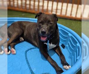 Siberian Husky-Unknown Mix Dogs for adoption in Las Vegas, NV, USA