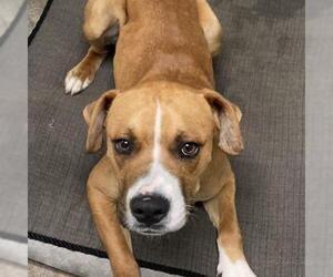 Boxer Dogs for adoption in Bentonville, AR, USA