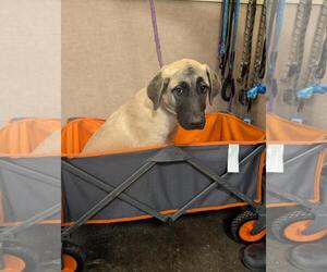 Anatolian Shepherd-Labrador Retriever Mix Dogs for adoption in Rockwall, TX, USA