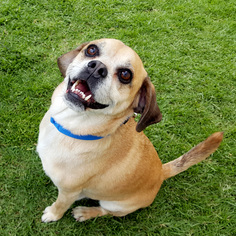 Puggle Dogs for adoption in Marina del Rey, CA, USA
