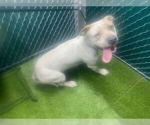 American Pit Bull Terrier Dogs for adoption in Downey, CA, USA