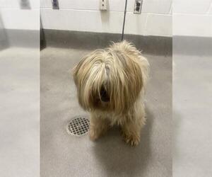 Shih Tzu Dogs for adoption in Forestville, MD, USA