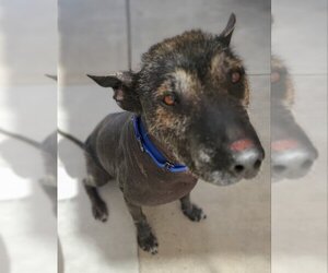 Mutt Dogs for adoption in Lake elsinore, CA, USA
