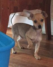 Medium Photo #1 Chihuahua Puppy For Sale in Brighton, TN, USA