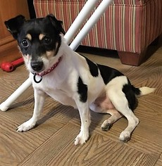 Jack Russell Terrier Dogs for adoption in Binghamton, NY, USA