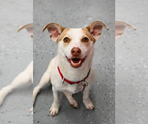 Chiweenie Dogs for adoption in Wakefield, RI, USA