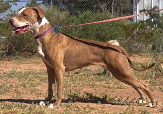American Pit Bull Terrier-German Shorthaired Pointer Mix Dogs for adoption in Las Cruces, NM, USA