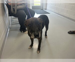 German Shepherd Dog-Unknown Mix Dogs for adoption in Ocala, FL, USA