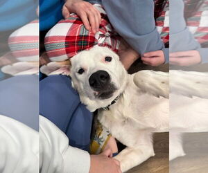 Labrador Retriever-Unknown Mix Dogs for adoption in Virginia Beach, VA, USA