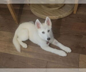 Huskies -Unknown Mix Dogs for adoption in Plymouth, MN, USA