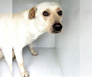 Labrador Retriever-Unknown Mix Dogs for adoption in Houston, TX, USA