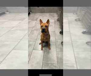 Chinese Shar-Pei-Unknown Mix Dogs for adoption in New York, NY, USA