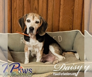 Beagle Dogs for adoption in Bealeton, VA, USA