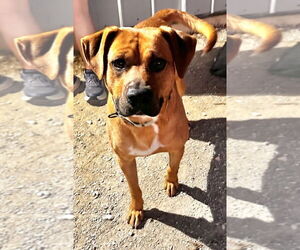 Mutt Dogs for adoption in Evansville, IN, USA