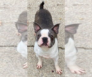 Boston Terrier-Unknown Mix Dogs for adoption in Smithfield, PA, USA