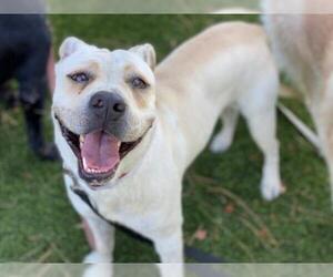Bullboxer Pit Dogs for adoption in Downey, CA, USA