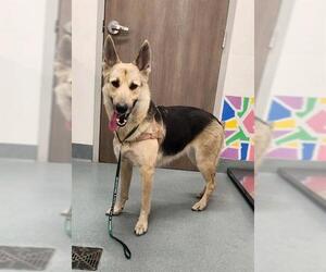 German Shepherd Dog Dogs for adoption in Baytown, TX, USA