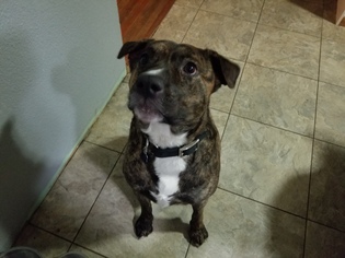 Bulloxer Dogs for adoption in Minneapolis, MN, USA