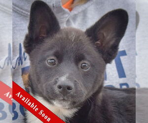 Pembroke Welsh Corgi Dogs for adoption in Huntley, IL, USA