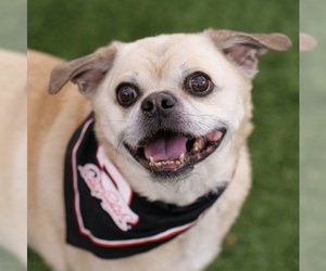 Puggle Dogs for adoption in Las Vegas, NV, USA