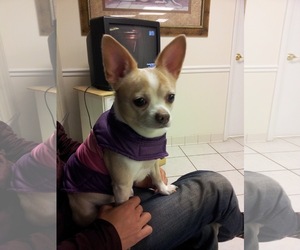 Chihuahua Dogs for adoption in COLUMBIA, MD, USA