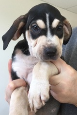 Medium Photo #1 Bloodhound-German Shepherd Dog Mix Puppy For Sale in SHERBURNE, NY, USA