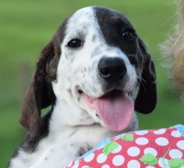 Lab-Pointer Dogs for adoption in Cookeville, TN, USA