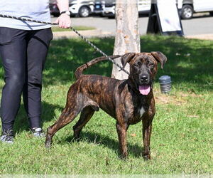 Plott Hound-Unknown Mix Dogs for adoption in Glen Allen, VA, USA