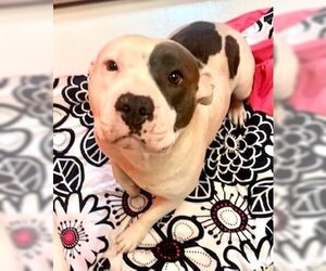 American Pit Bull Terrier Dogs for adoption in Pampa, TX, USA