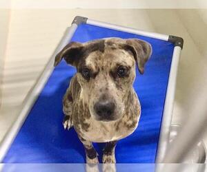 American Pit Bull Terrier-Unknown Mix Dogs for adoption in Bakersfield, CA, USA