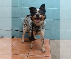 Mutt Dogs for adoption in Downey, CA, USA