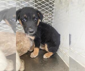 Australian Cattle Dog Dogs for adoption in Bakersfield, CA, USA