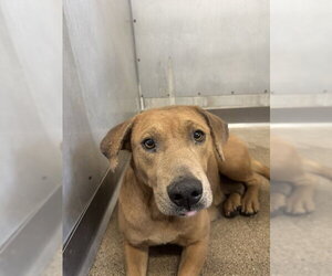 Mutt Dogs for adoption in San Bernardino, CA, USA