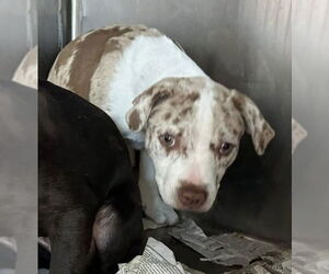 Catahoula Leopard Dog-Labrador Retriever Mix Dogs for adoption in New York, NY, USA