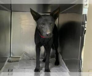 Labrador Retriever-Unknown Mix Dogs for adoption in Visalia, CA, USA