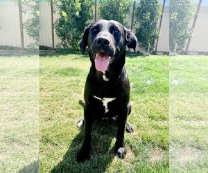 Labrador Retriever Dogs for adoption in San Bernardino , CA, USA