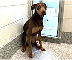 Doberman Pinscher Dogs for adoption in Houston, TX, USA