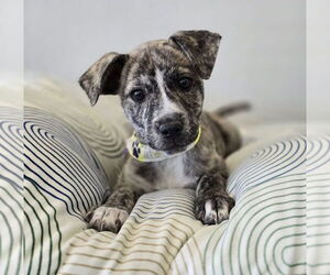 Catahoula Leopard Dog-Labrador Retriever Mix Dogs for adoption in Lakewood, CO, USA