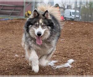 Siberian Husky Dogs for adoption in Denver, CO, USA