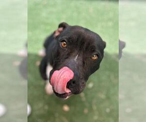 American Staffordshire Terrier-Unknown Mix Dogs for adoption in Texas City, TX, USA