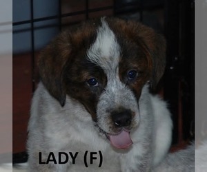 Mutt Dogs for adoption in Aurora, IN, USA